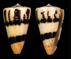 Conus augur