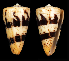 Conus augur
