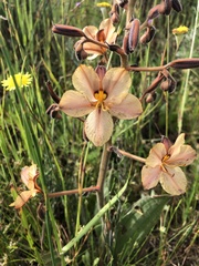 Wachendorfia multiflora
