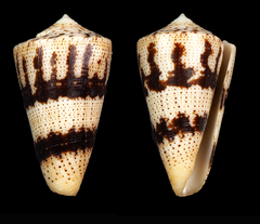 Conus augur