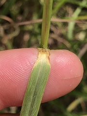 Bothriochloa bladhii