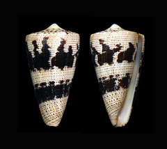 Conus augur