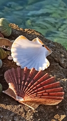 Pecten