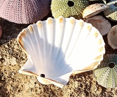 Pecten