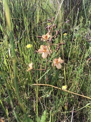 Wachendorfia multiflora