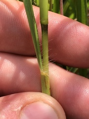 Bothriochloa bladhii