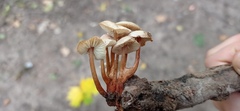 Fungi