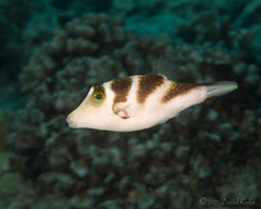 Canthigaster coronata