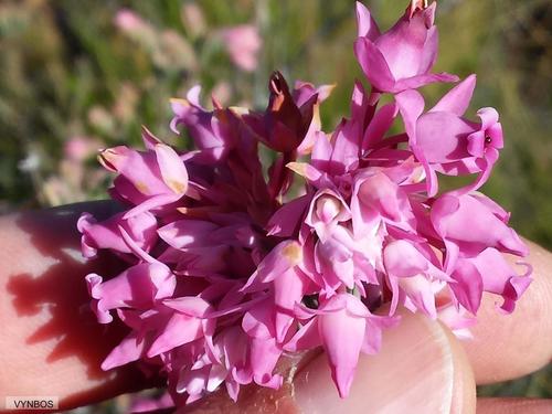 Noble Heath (Erica eugenea)