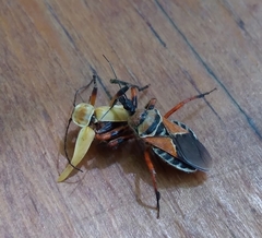 Apiomerus flaviventris