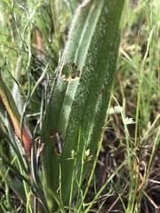 Wachendorfia multiflora