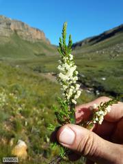 Erica leucanthera