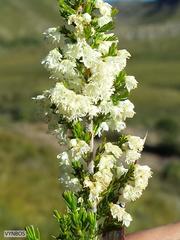 Erica leucanthera