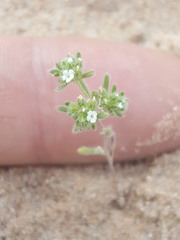 Eremocarya micrantha