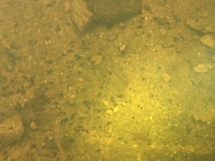 Branchinecta longiantenna