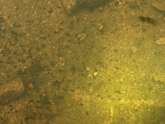 Branchinecta longiantenna