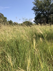 Bothriochloa bladhii