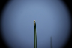 Eleocharis quadrangulata