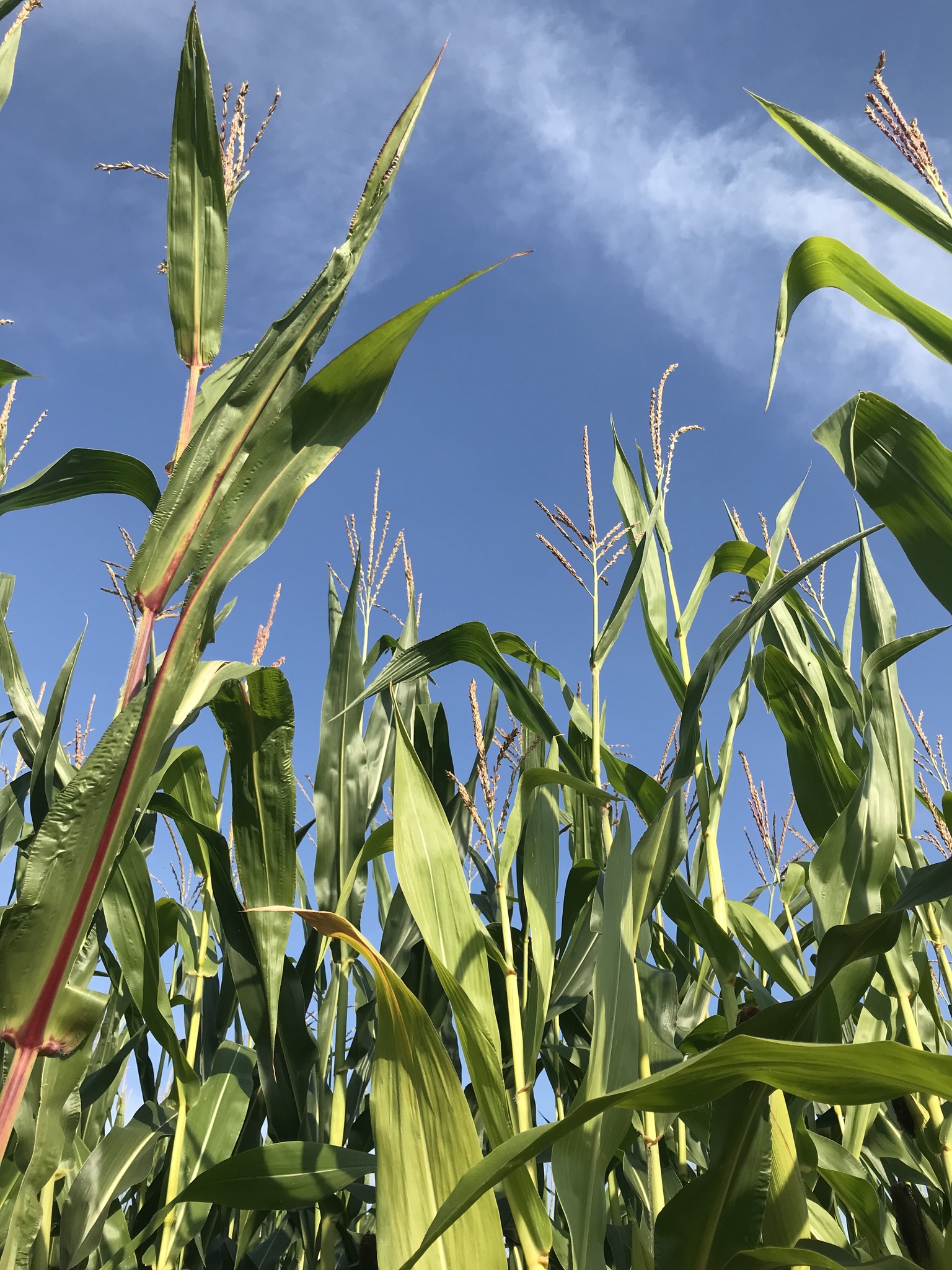 (c) iinnature, certains droits réservés (CC BY-NC) https://www.inaturalist.org/observations/95573266