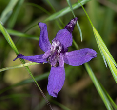 Delphinium patens