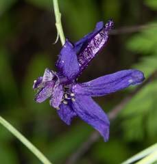 Delphinium patens