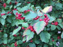 Crataegus pedicellata