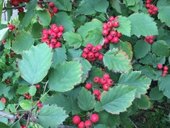 Crataegus pedicellata