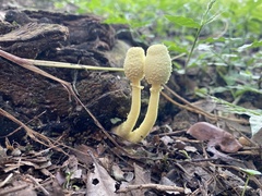 Leucocoprinus birnbaumii image
