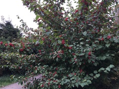 Crataegus pedicellata