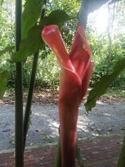 Etlingera