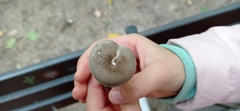 Fungi