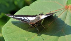 Charaxes brutus natalensis