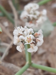 Eriogonum rotundifolium