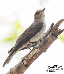 Muscicapa striata striata