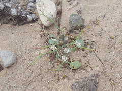 Eriogonum rotundifolium