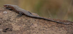Matobosaurus validus