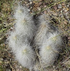 Echinocereus delaetii