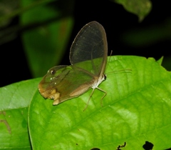 Haetera piera
