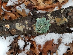 Radulomyces confluens