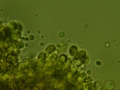 Radulomyces confluens