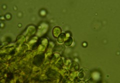 Radulomyces confluens