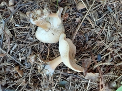 Rhodocollybia lentinoides