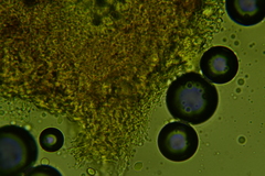 Radulomyces confluens