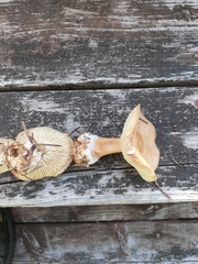 Rhodocollybia lentinoides