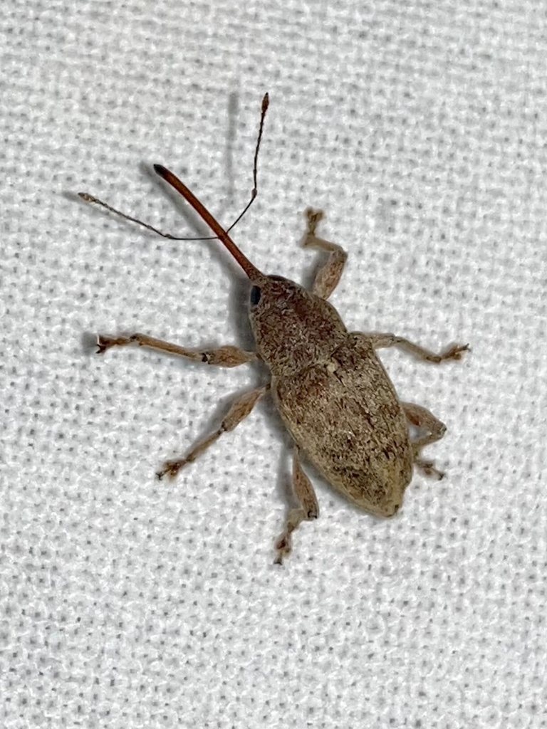 Curculio propinquus