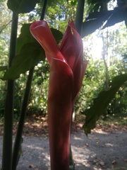 Etlingera