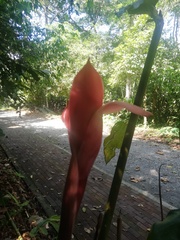 Etlingera