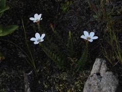 Adenandra uniflora