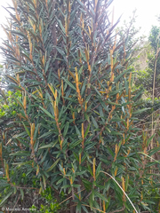Miconia salicifolia