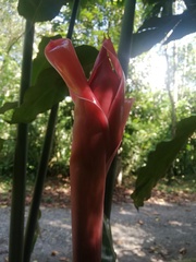 Etlingera